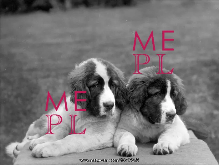 : FALL / ST BERNARD / 1930 : FALL / ST BERNARD / 1930