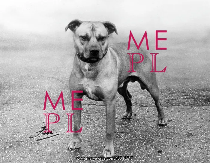  : FALL / STAFF. BULL TERRIER