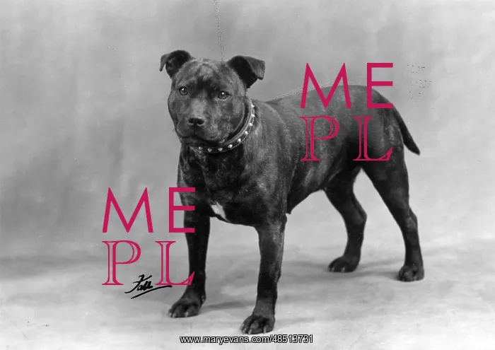  : FALL / STAFF. BULL TERRIER