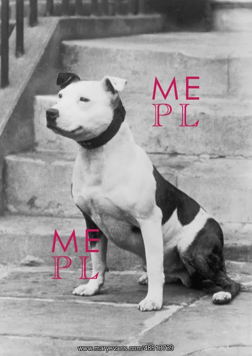  : FALL / STAFF. BULL TERRIER