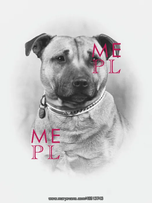  : FALL / STAFF. BULL TERRIER