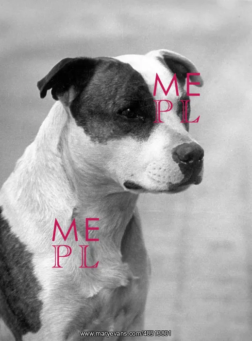  : FALL / STAFF. BULL TERRIER