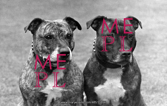 : FALL / STAFF. BULL TERRIER : FALL / STAFF. BULL TERRIER
