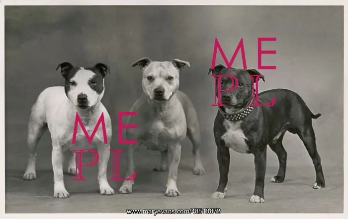 : FALL / STAFF. BULL TERRIER : FALL / STAFF. BULL TERRIER