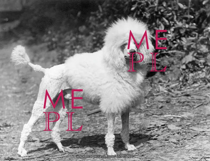 : FALL / STANDARD POODLE / 33 : FALL / STANDARD POODLE / 33