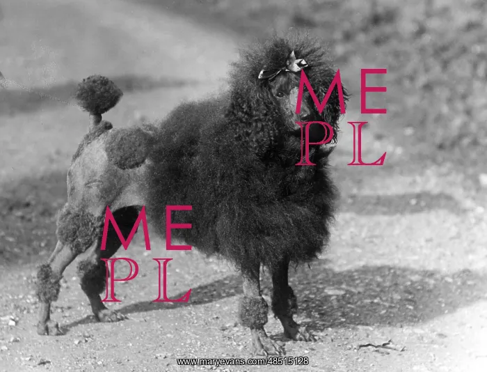 : FALL / STANDARD POODLE / 35 : FALL / STANDARD POODLE / 35