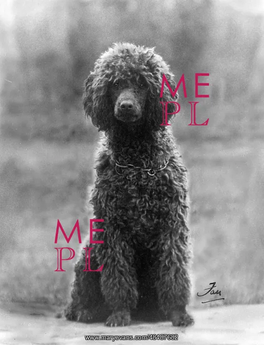  : FALL / STANDARD POODLE / 37