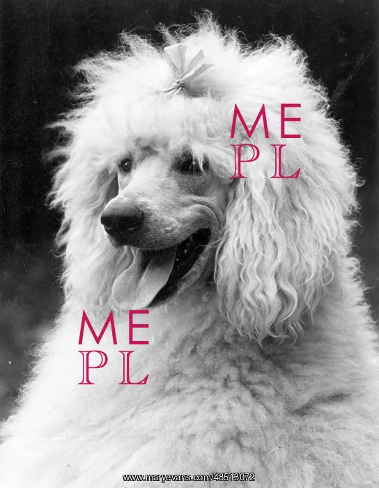 : FALL / STANDARD POODLE / 38 : FALL / STANDARD POODLE / 38