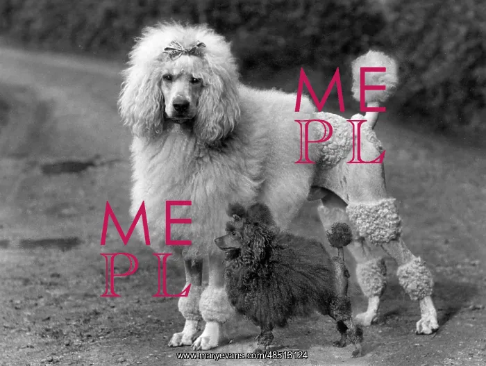 : FALL / STANDARD POODLE / 38 : FALL / STANDARD POODLE / 38