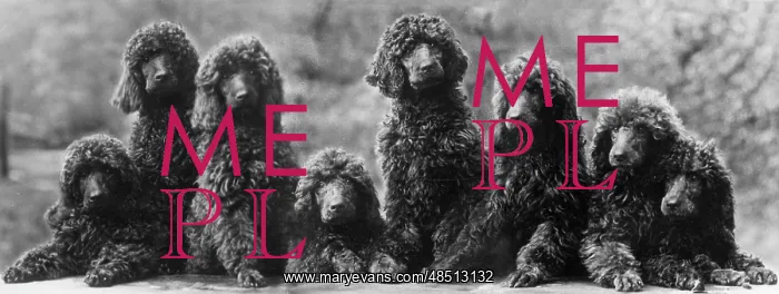 : FALL / STANDARD POODLE / 38 : FALL / STANDARD POODLE / 38
