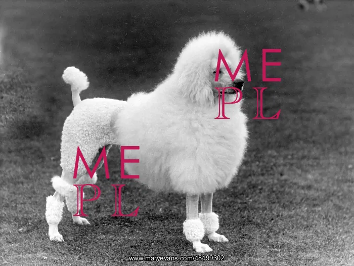 : FALL / STANDARD POODLE / 39 : FALL / STANDARD POODLE / 39