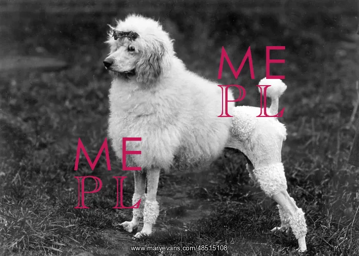: FALL / STANDARD POODLE / 39 : FALL / STANDARD POODLE / 39