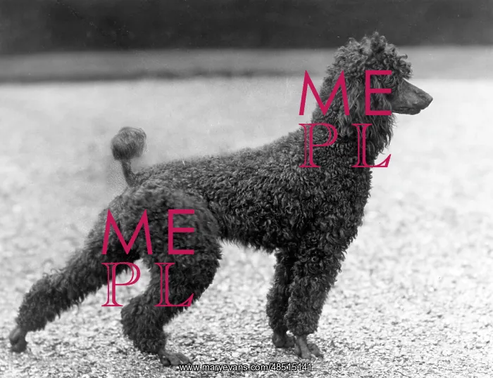 : FALL / STANDARD POODLE / 40 : FALL / STANDARD POODLE / 40