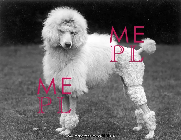 : FALL / STANDARD POODLE / 41 : FALL / STANDARD POODLE / 41