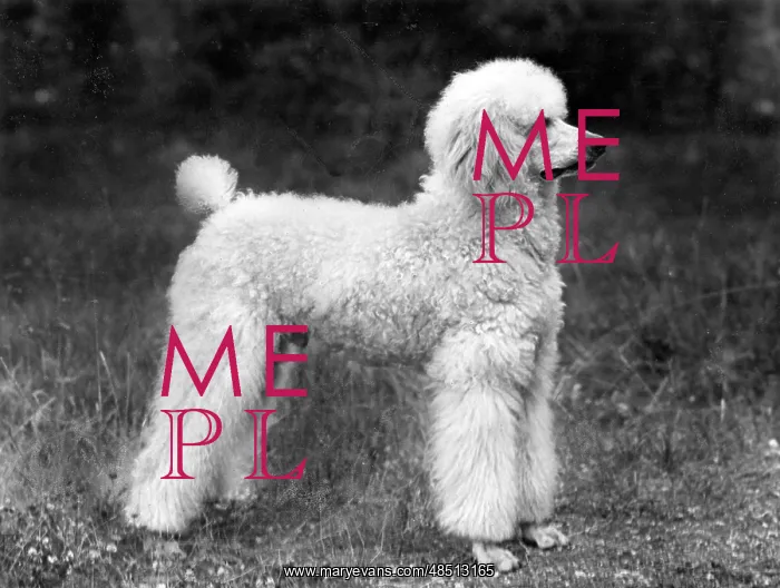 : FALL / STANDARD POODLE / 45 : FALL / STANDARD POODLE / 45