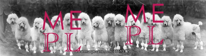 : FALL / STANDARD POODLE / 50 : FALL / STANDARD POODLE / 50