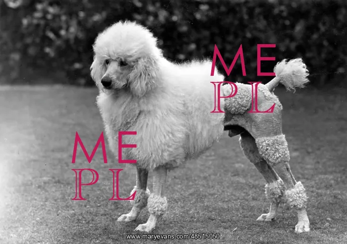 : FALL / STANDARD POODLE / 50 : FALL / STANDARD POODLE / 50