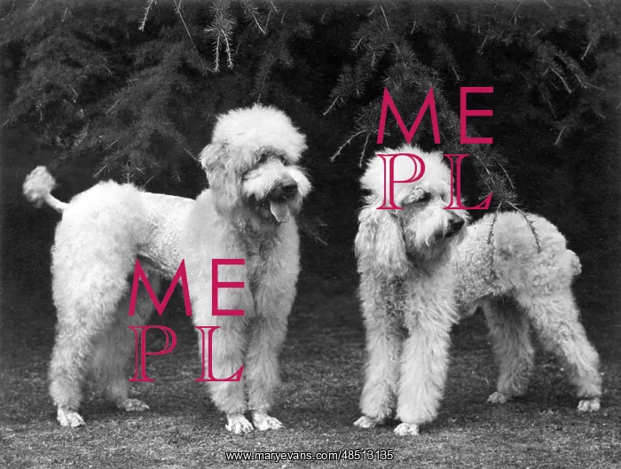 : FALL / STANDARD POODLE / 51 : FALL / STANDARD POODLE / 51