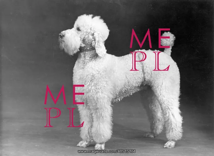 : FALL / STANDARD POODLE / 52 : FALL / STANDARD POODLE / 52