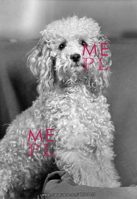 : FALL / STANDARD POODLE / 54 : FALL / STANDARD POODLE / 54