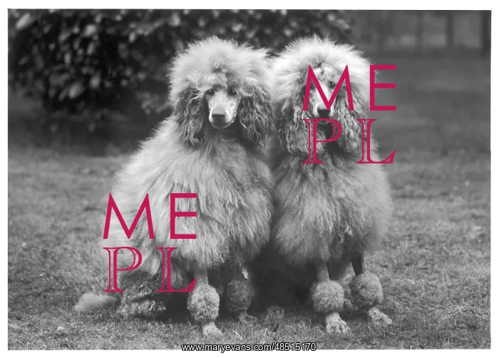 : FALL / STANDARD POODLE / 60 : FALL / STANDARD POODLE / 60