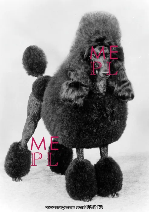  : FALL / STANDARD POODLE / 84