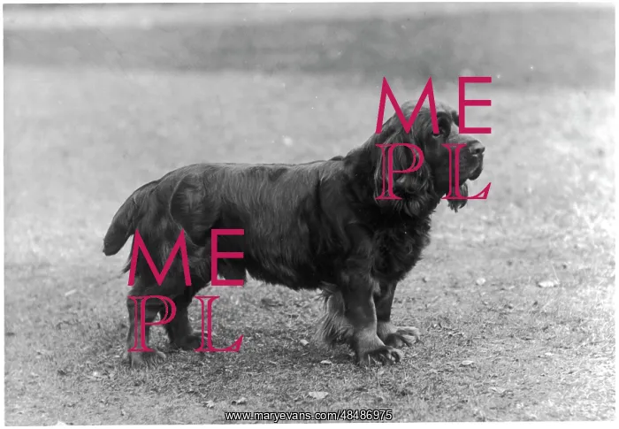 : FALL / SUSSEX SPANIEL / 1933 : FALL / SUSSEX SPANIEL / 1933