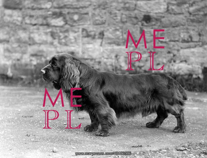  : FALL / SUSSEX SPANIEL / 1938