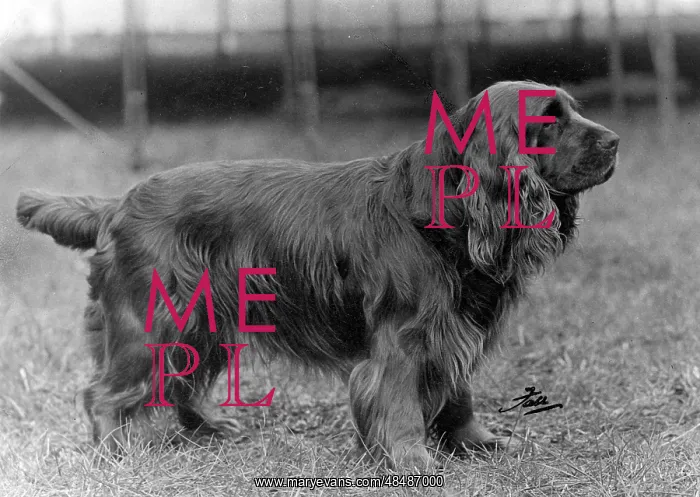  : FALL / SUSSEX SPANIEL / 1953