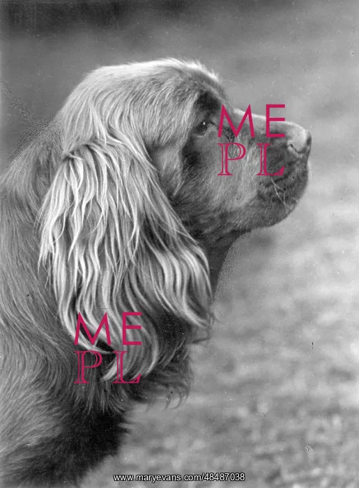  : FALL / SUSSEX SPANIEL / 1955