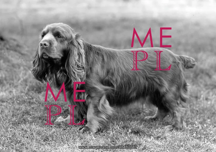  : FALL / SUSSEX SPANIEL / 1958