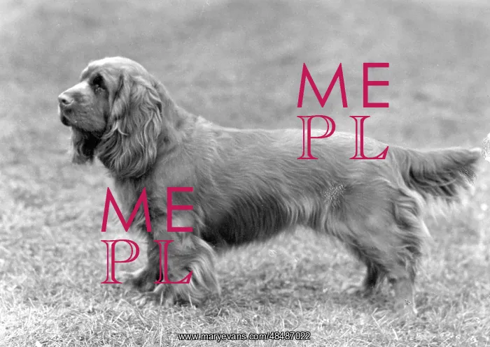  : FALL / SUSSEX SPANIEL / 1961
