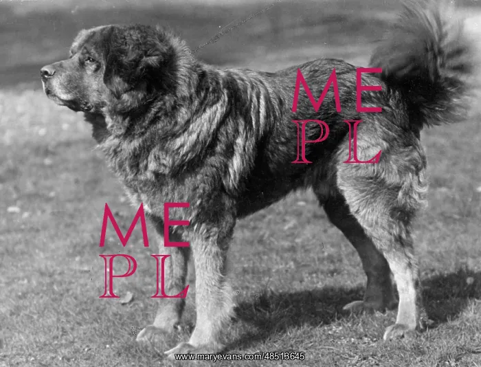 : FALL / TIBETAN MASTIFF / 34 : FALL / TIBETAN MASTIFF / 34