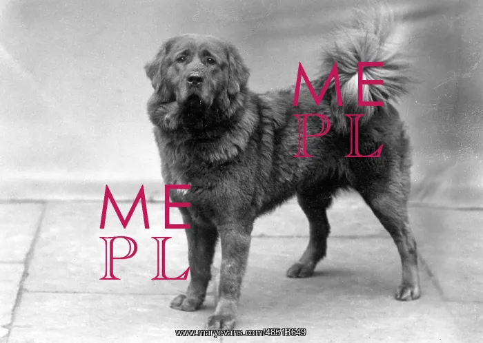  : FALL / TIBETAN MASTIFF / 35