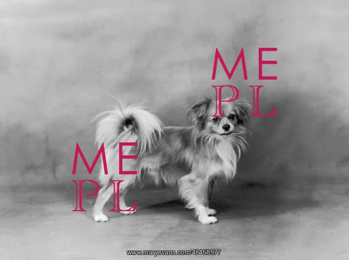  : FALL / TIBETAN SPANIEL / '35