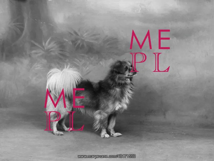  : FALL / TIBETAN SPANIEL / '35