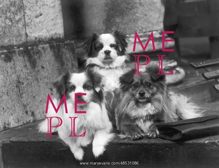 : FALL / TIBETAN SPANIEL / '35 : FALL / TIBETAN SPANIEL / '35