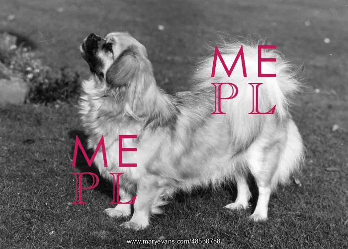  : FALL / TIBETAN SPANIEL / '73