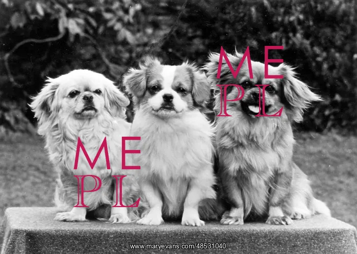 : FALL / TIBETAN SPANIEL / '73 : FALL / TIBETAN SPANIEL / '73
