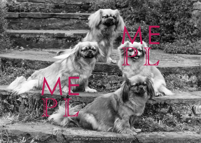 : FALL / TIBETAN SPANIEL / '73 : FALL / TIBETAN SPANIEL / '73