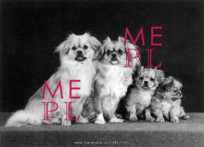 : FALL / TIBETAN SPANIEL / '74 : FALL / TIBETAN SPANIEL / '74