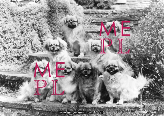 : FALL / TIBETAN SPANIEL / '75 : FALL / TIBETAN SPANIEL / '75