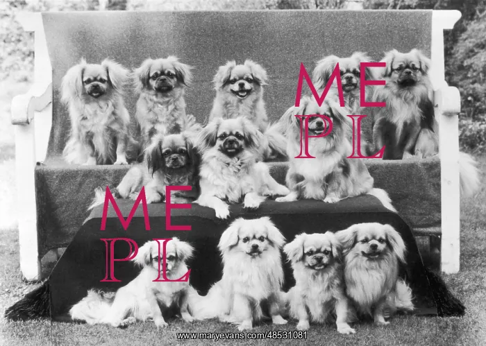 : FALL / TIBETAN SPANIEL / '75 : FALL / TIBETAN SPANIEL / '75