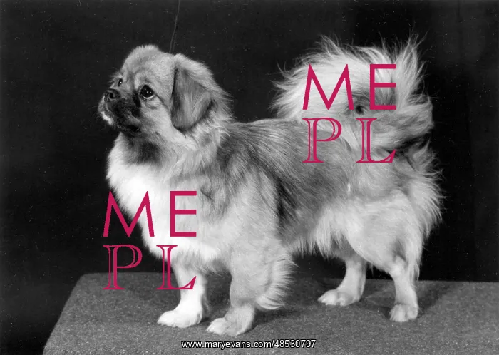  : FALL / TIBETAN SPANIEL / '76