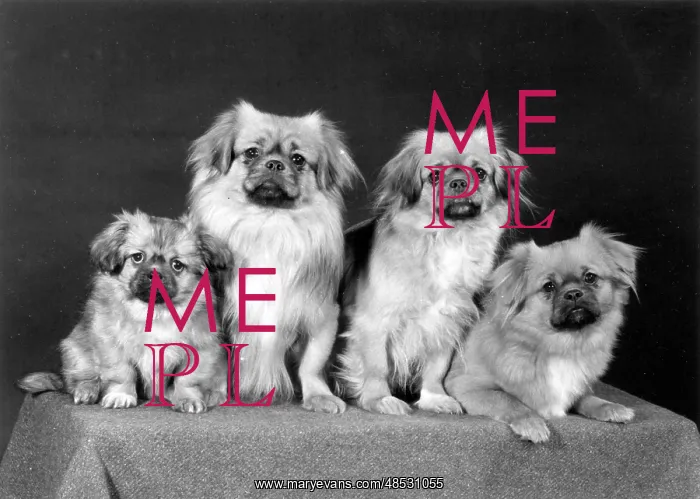 : FALL / TIBETAN SPANIEL / '76 : FALL / TIBETAN SPANIEL / '76