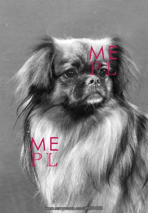  : FALL / TIBETAN SPANIEL / '79