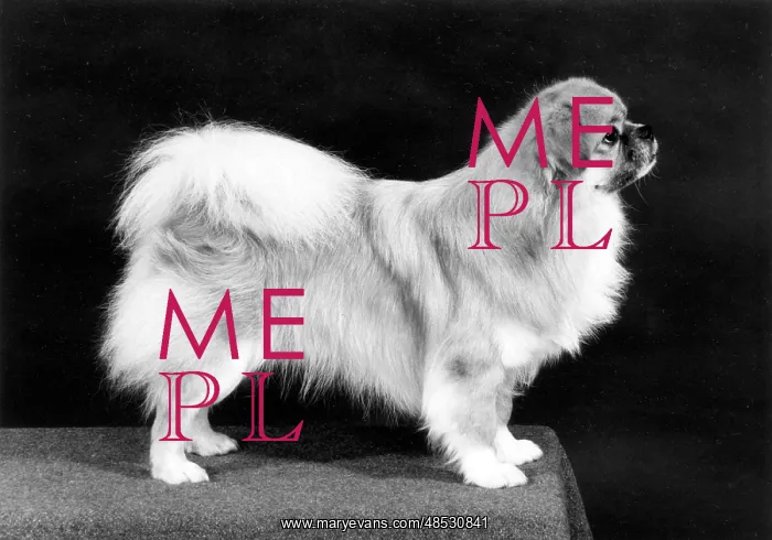  : FALL / TIBETAN SPANIEL / '81