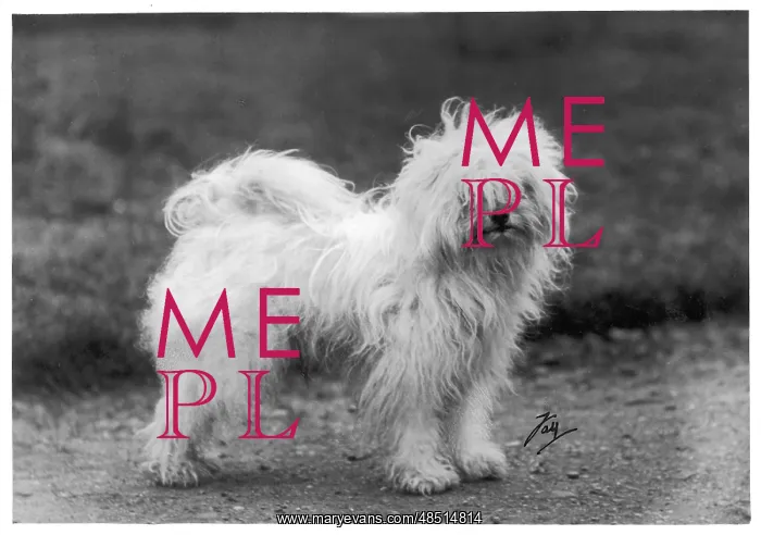  : FALL / TIBETAN TERRIER / 30