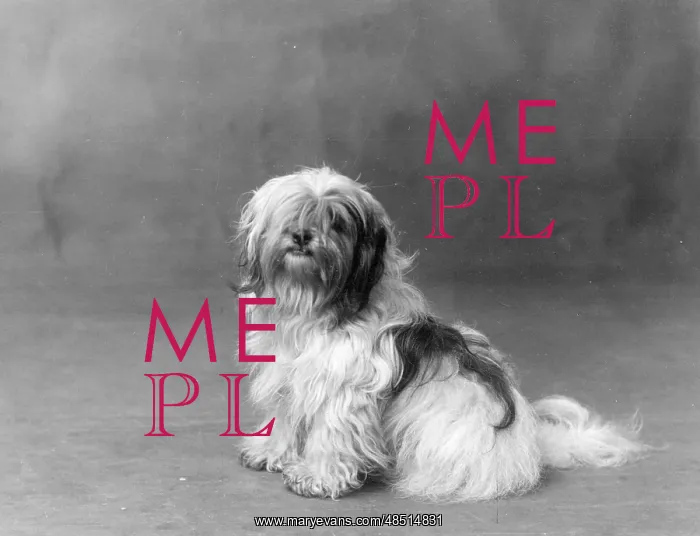 : FALL / TIBETAN TERRIER / 35 : FALL / TIBETAN TERRIER / 35
