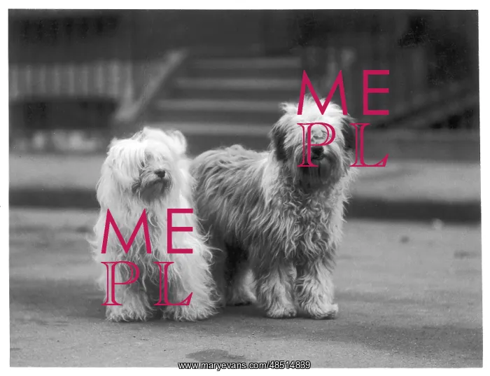 : FALL / TIBETAN TERRIER / 37 : FALL / TIBETAN TERRIER / 37